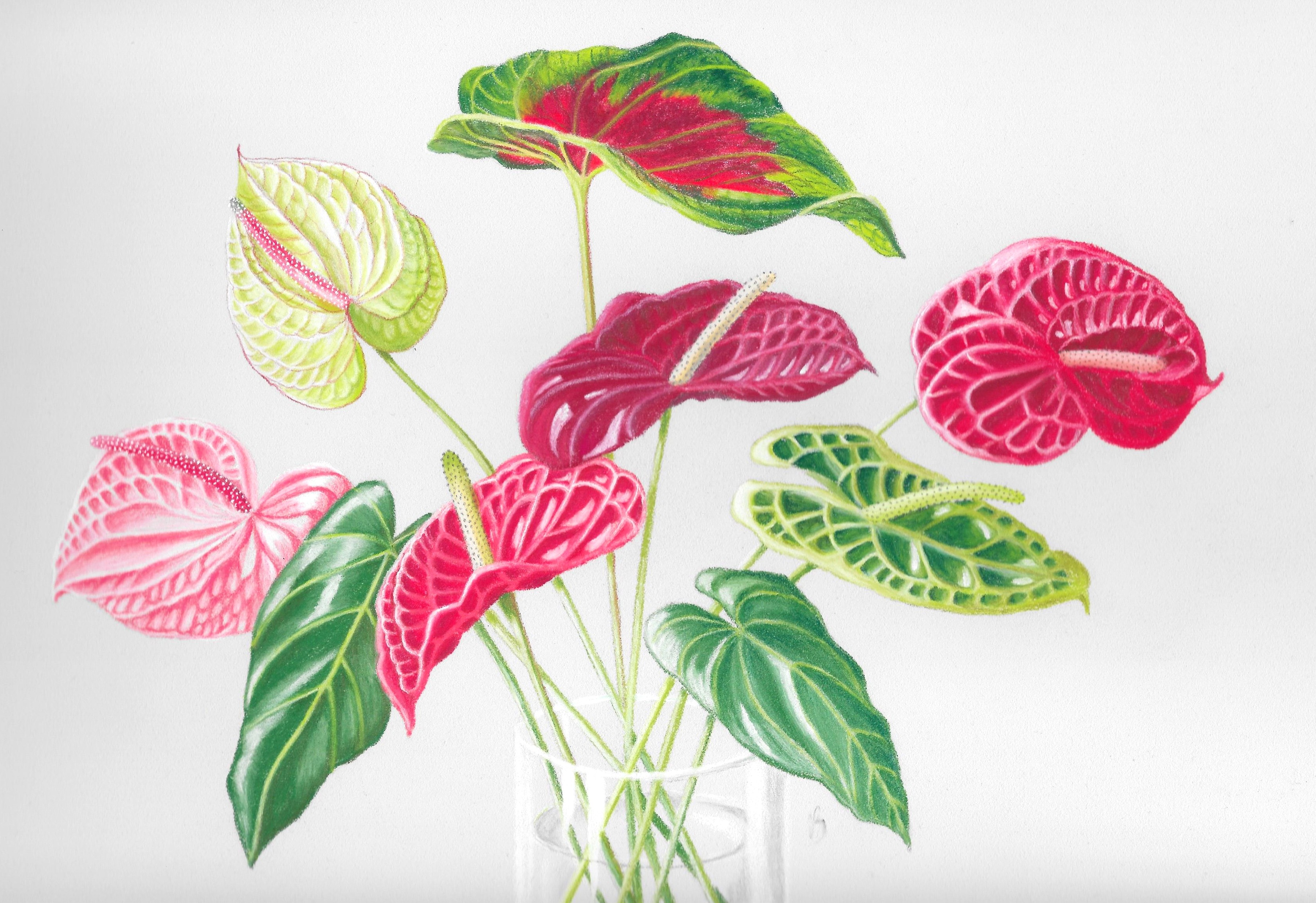 Tableau au pastel d'un bouquet d'anthuriums peint par V. Bourgaut