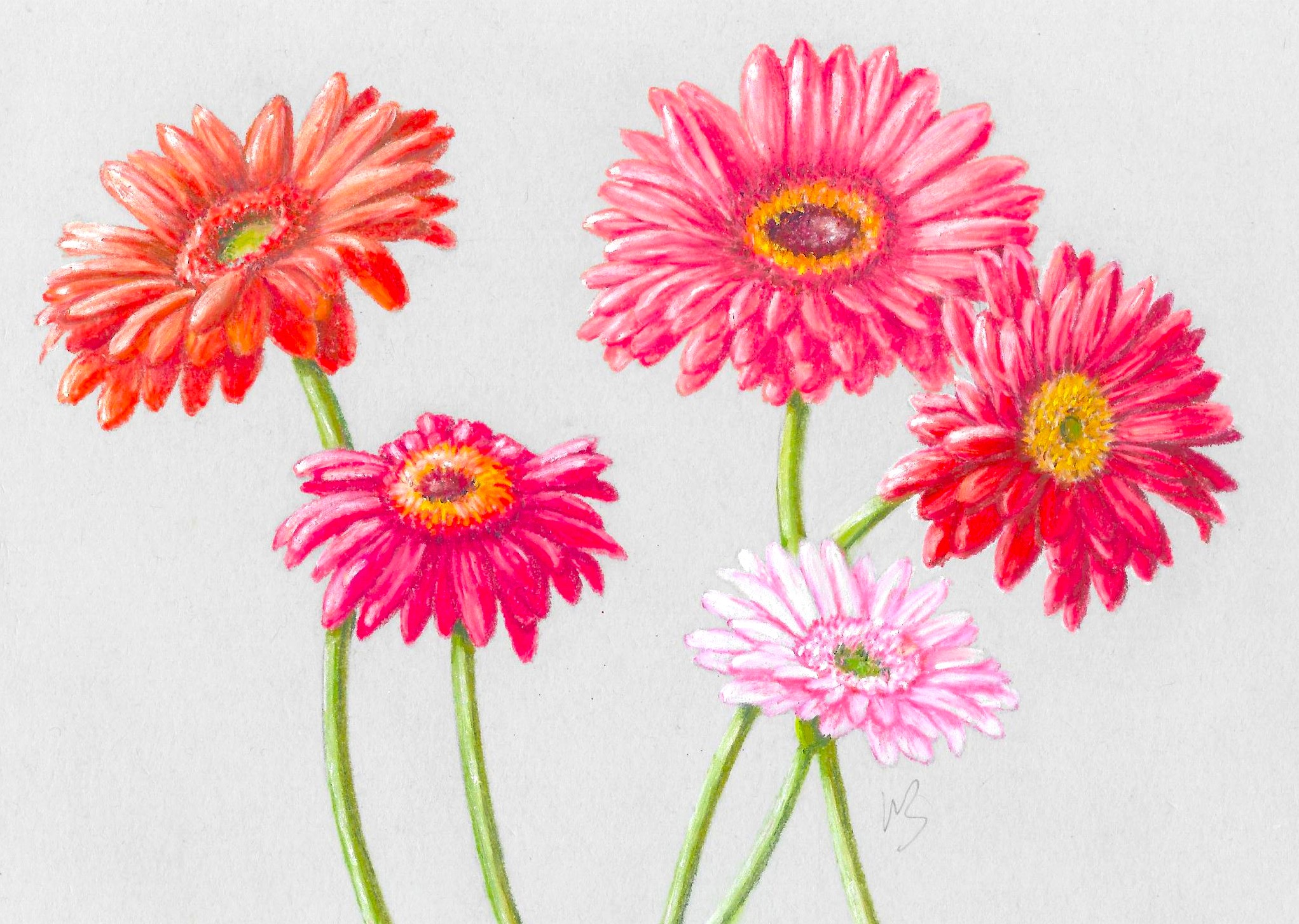 Carte au pastel de gerberas peints par V. Bourgaut