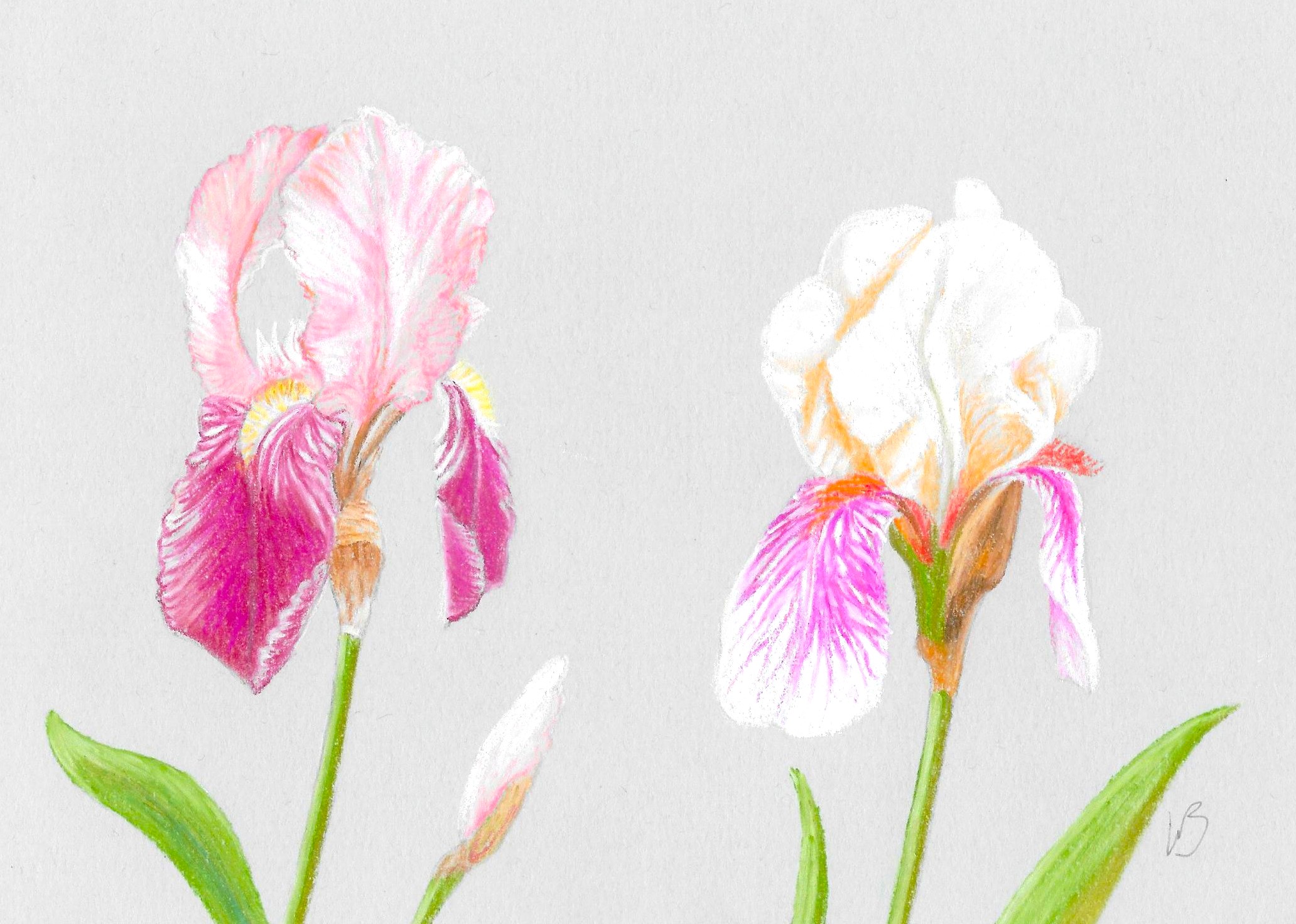Carte au pastel d'iris peinte par V. Bourgaut