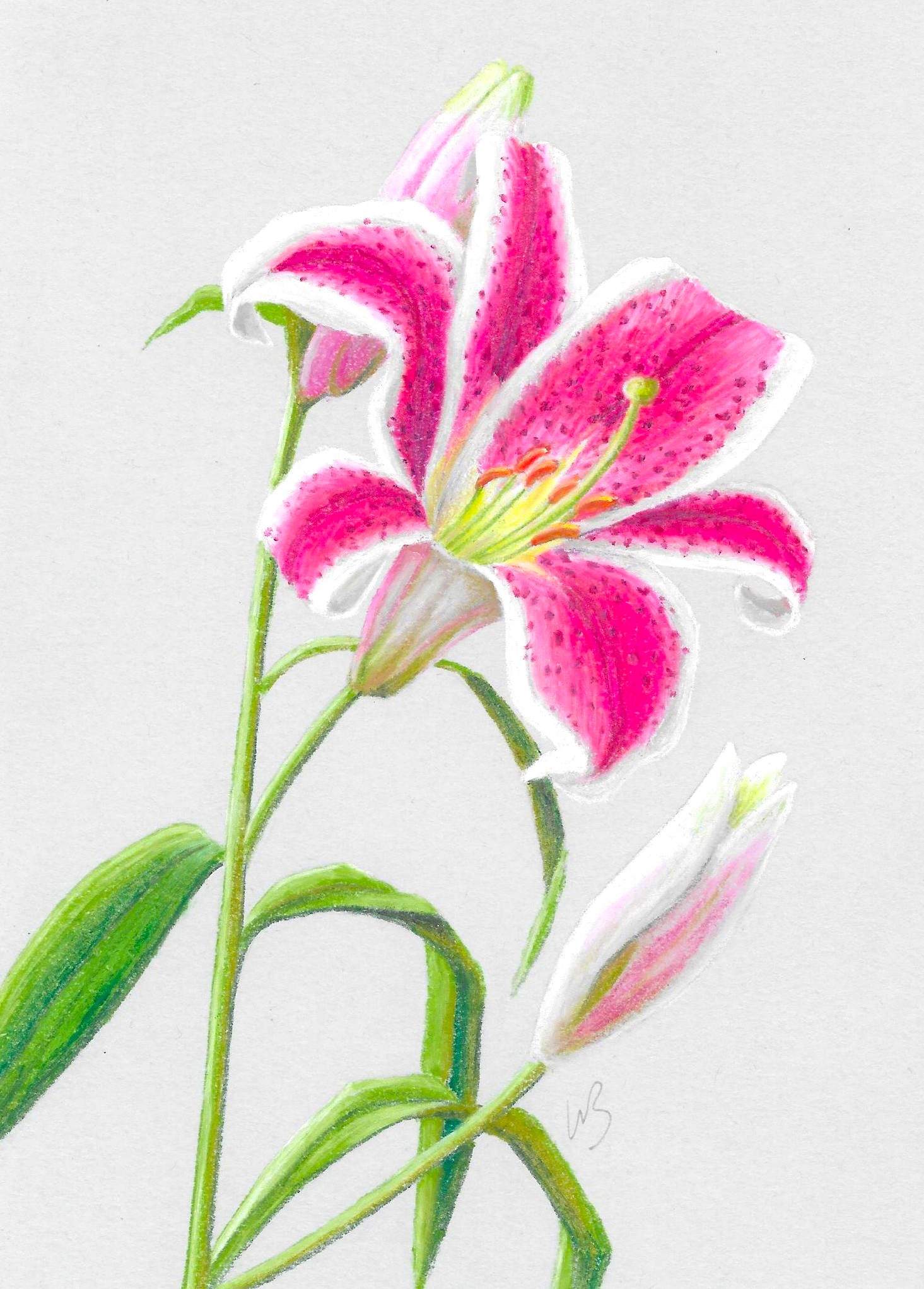 Carte au pastel d'un lys peinte par V. Bourgaut