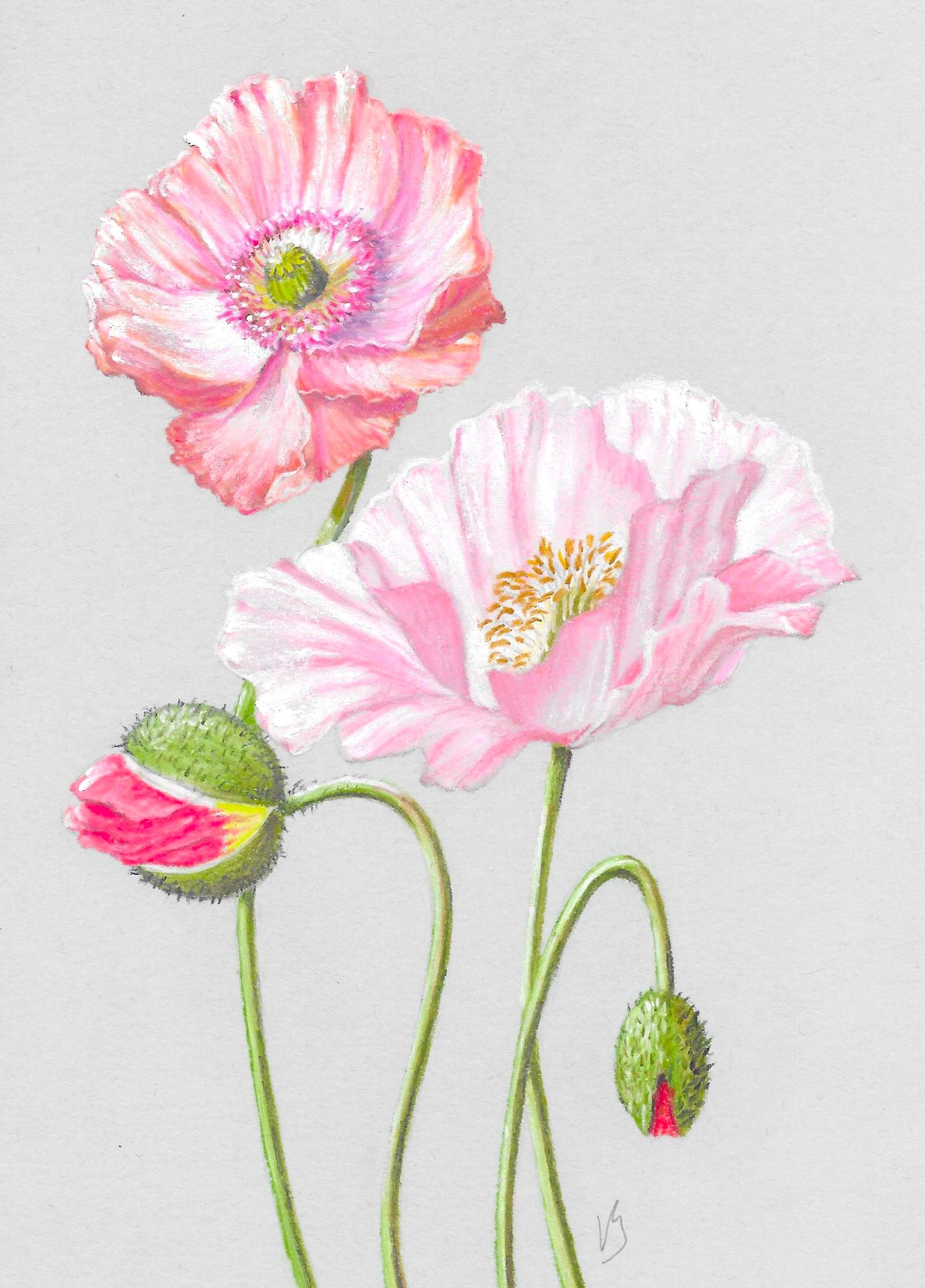 Carte avec pavots au pastel peinte par V. Bourgaut